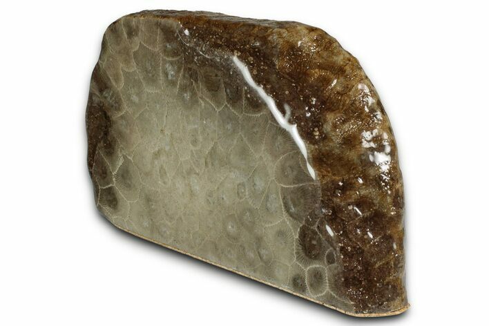 Free-Standing, Petoskey Stone (Fossil Coral) Section - Michigan #356998